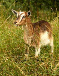 Gm Foods Genetically Modified Goats