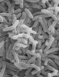 Gm Genetically Modified Foods Cholera